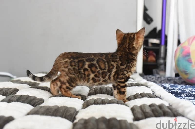 Bengal for sale 2