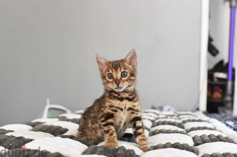 Female Bengal for sale 0