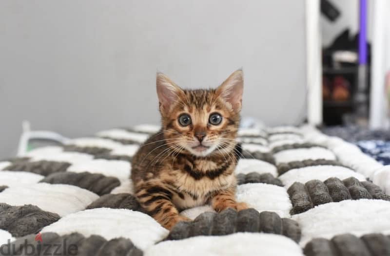 Female Bengal for sale 1