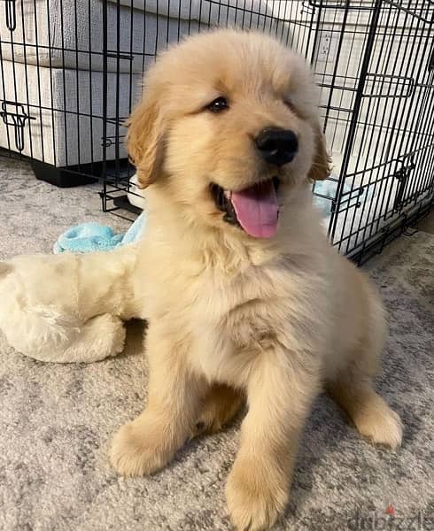 Golden retriever for sale 0