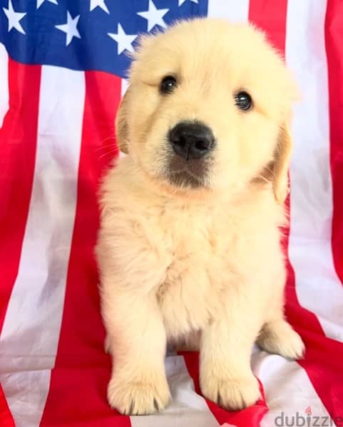 Male Golden Retriever for sale 0