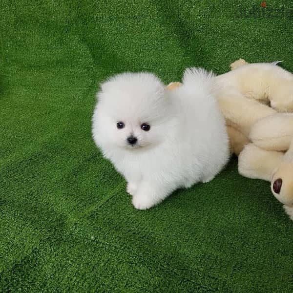 Tcup White Pom for sale 0