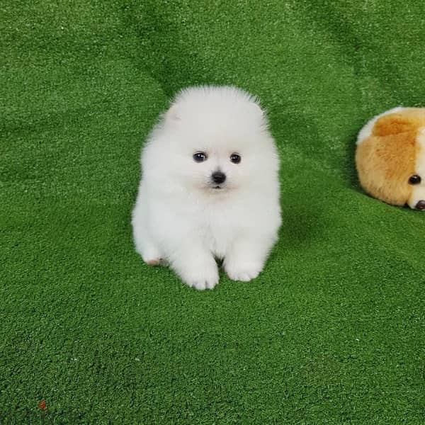 Tcup White Pom for sale 1