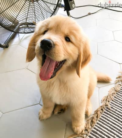 Golden retriever . . WHATSAPP ME  +1(484)718‑9164‬