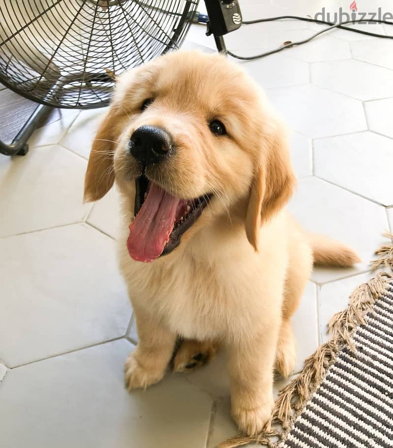 Golden retriever . . WHATSAPP ME  +1(484)718‑9164‬ 0