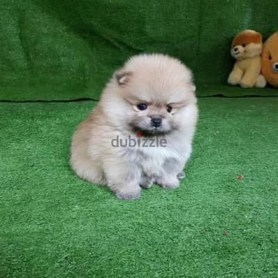 Male Pomer,anian for sale . . WHATSAPP ME  +1(484)718‑9164‬