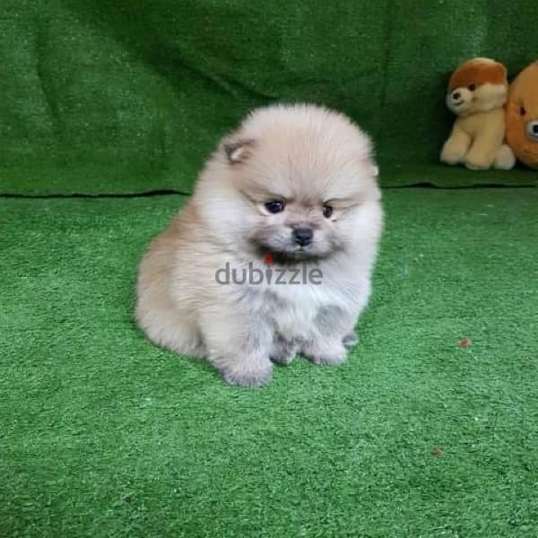 Male Pomer,anian for sale . . WHATSAPP ME  +1(484)718‑9164‬ 0