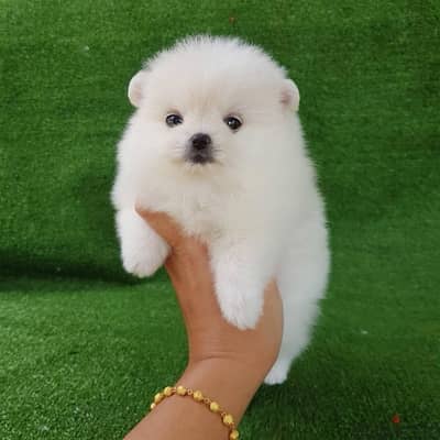 White Pom puppy for sale