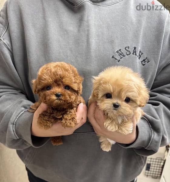 Male & Female PooDle for sale 0