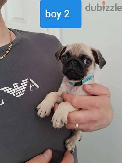 Male & Female Pug for sale