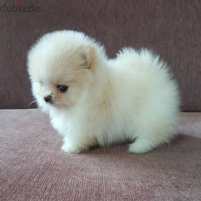 Female Pom puppy for sale