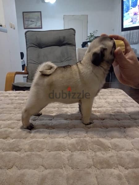 Outstanding Pug for sale 0