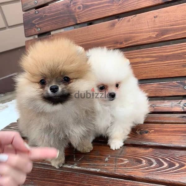 Male & Female Pom puppy’s for sale 0