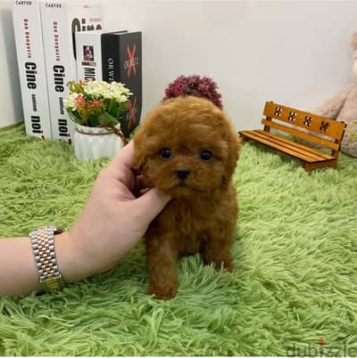 Mini PooDle  Male for sale