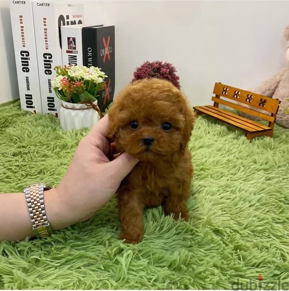 Mini PooDle  Male for sale 0