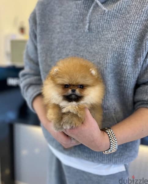 Mini PoMeranian for sale 0