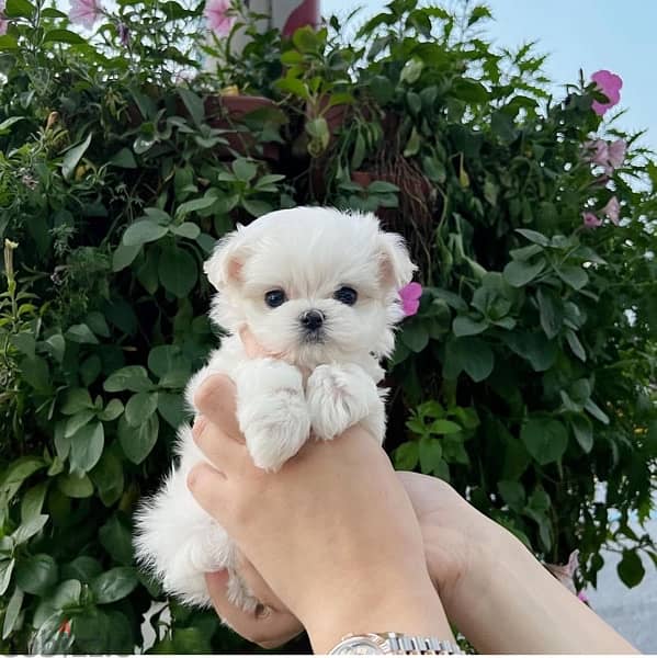 Mini MalTese puppy for sale 0