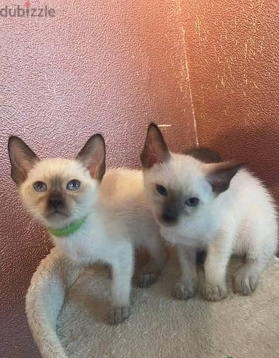 Whatsapp Me +966583921348 Siamese Cats 1