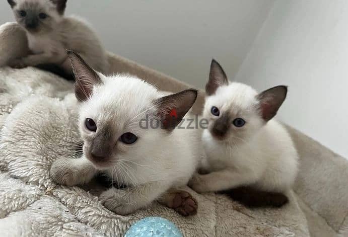 Whatsapp Me +966583921348 Siamese Cats 0