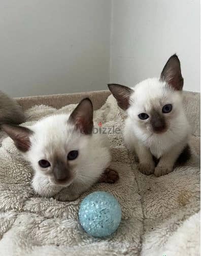 Whatsapp Me +966583921348 Siamese Cats 1