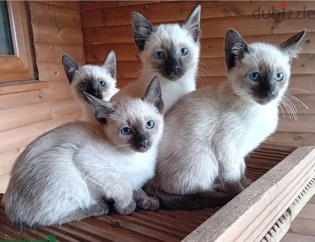 Whatsapp Me +966583921348 Siamese Cats 1