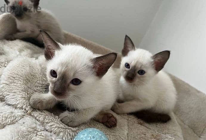 Whatsapp Me +966583921348 Siamese Cats 1