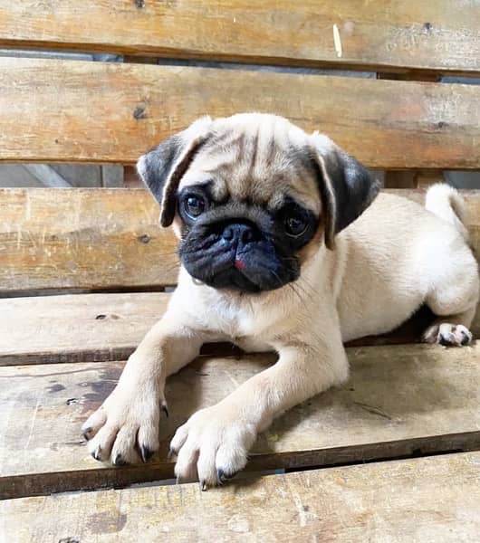 Male Pug puppy for sale 0