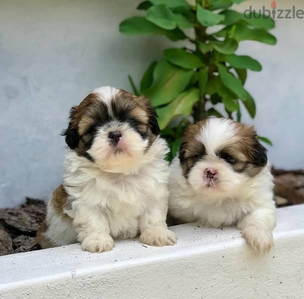 Male & Female ShiTzu for sale 0