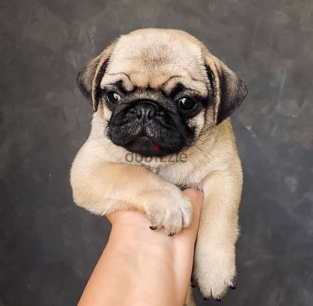 Male Pug puppy for sale 0