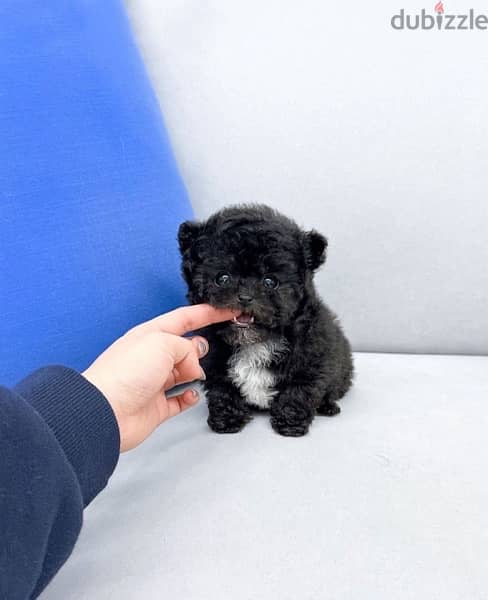 Mini PooDle puppy for sale. WhatsApp me ‪ +1 (484) 718‑9164‬ 0