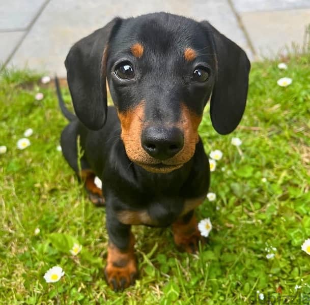 mini Dachshund puppy for sale 0