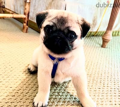 Pug puppy for sale