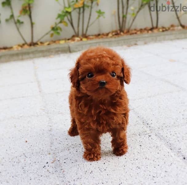 Mini Female PooDle for sale. 0