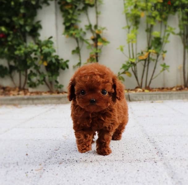 Mini Female PooDle for sale. 1