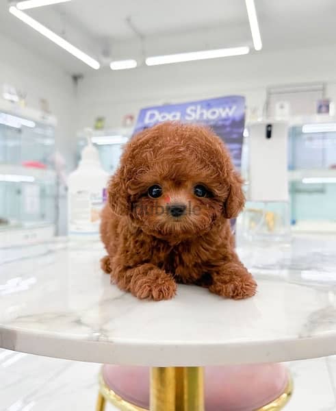 Mini PooDle for sale. WhatsApp me +14847189164‬ 0