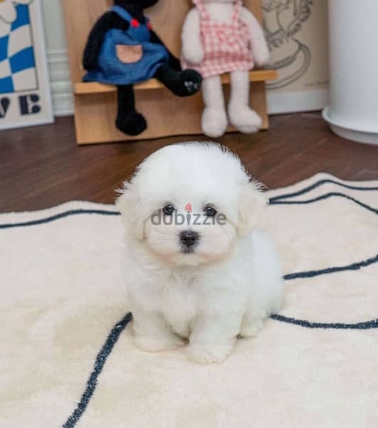 White Mini poodle for sale. WhatsApp me ‪ +19087684279‬ 1