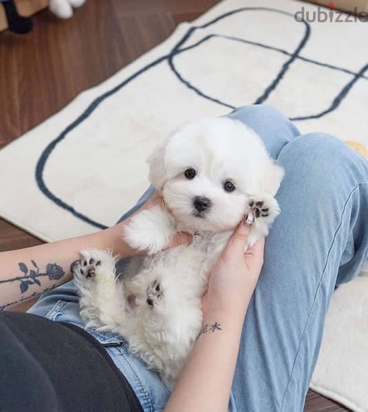 White Mini poodle for sale. WhatsApp me ‪ +19087684279‬ 2