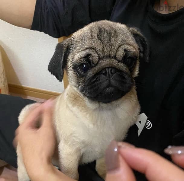 Male Pug for sale. 0