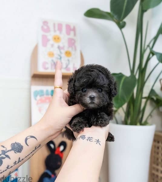 Mini Black PooDle for sale. 1