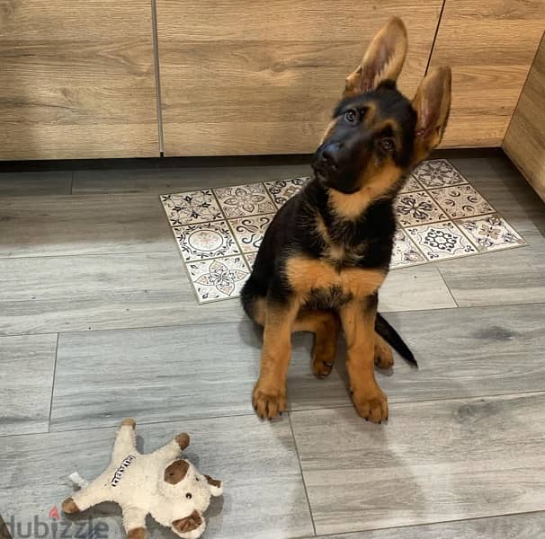 German Shepherd for sale 0