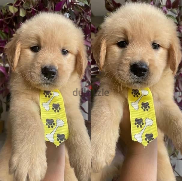 Male & Female Golden Retriever. 0