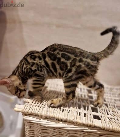 Whatsapp Me +972555074990 Bengal Cats 0