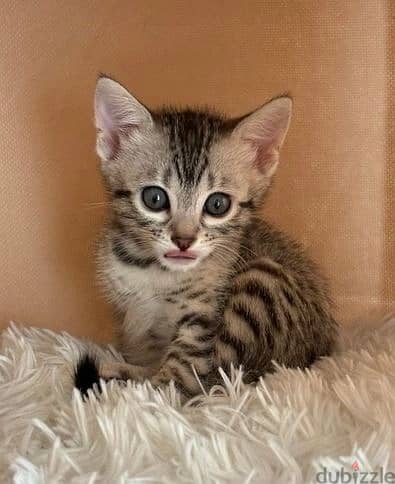 Whatsapp Me +972555074990 Bengal Cats