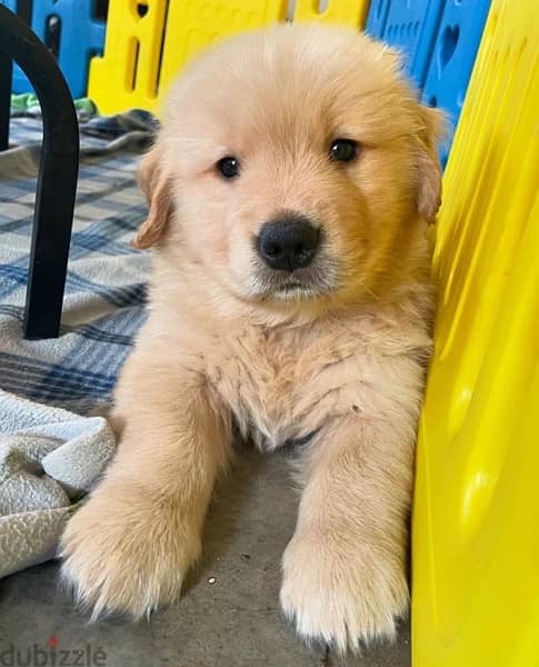 Golden retriever . . WHATSAPP ME  +1(484)718‑9164‬ 0