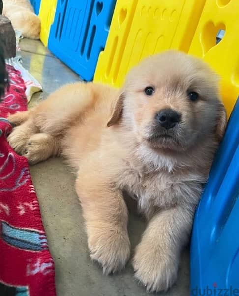 Golden retriever . . WHATSAPP ME  +1(484)718‑9164‬ 1