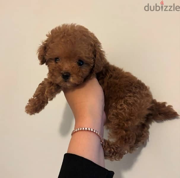 Playful PooDle for sale . WHATSAPP ME  +1(484)718‑9164‬ 0