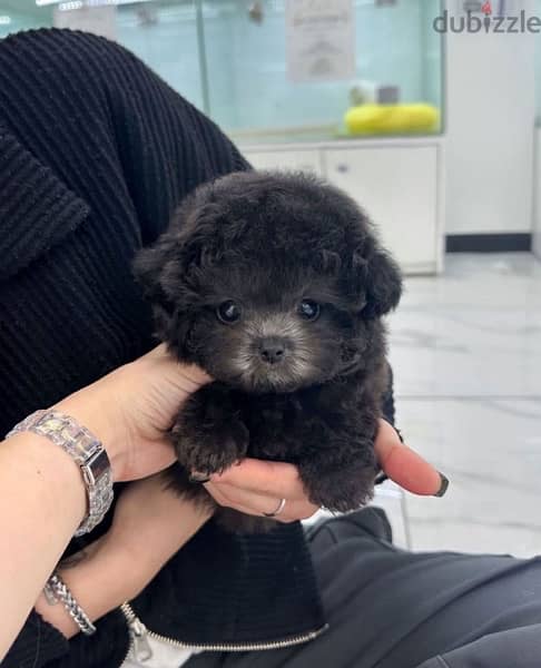 Mini PooDle for sale. WHATSAPP ME  +1(484)718‑9164‬ 0