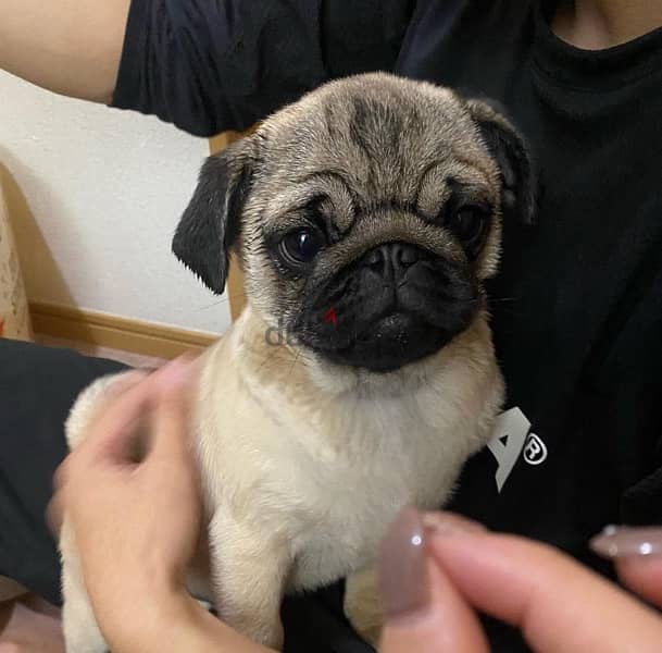 Male Pug puppy 0