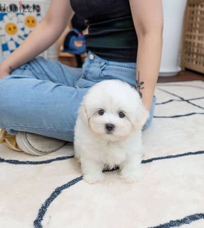 White Mini PooDle for sale