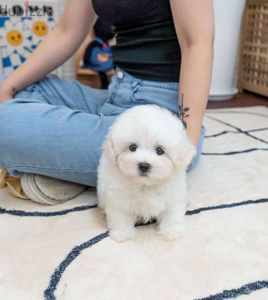 White Mini PooDle for sale 0